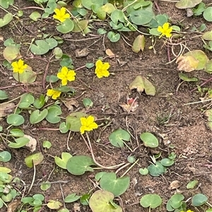 Nymphoides montana (Marshwort) at Braidwood, NSW by JaneR