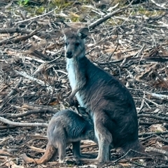 Osphranter robustus robustus (Eastern Wallaroo) at Orangeville, NSW - 13 Jan 2025 by belleandjason