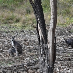 Osphranter robustus robustus at Orangeville, NSW - 13 Jan 2025 09:44 AM