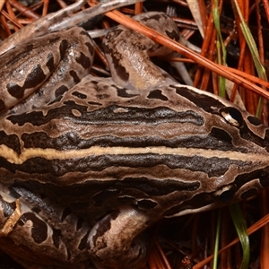 Limnodynastes peronii (Brown-striped Frog) at Isaacs, ACT by NateKingsford