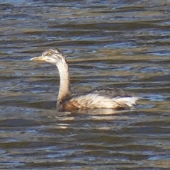 Tachybaptus novaehollandiae (Australasian Grebe) at Yass River, NSW - 13 Jan 2025 by SenexRugosus