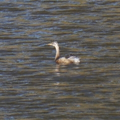 Tachybaptus novaehollandiae at Yass River, NSW - 13 Jan 2025 07:58 AM