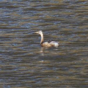 Tachybaptus novaehollandiae at Yass River, NSW - 13 Jan 2025 07:58 AM