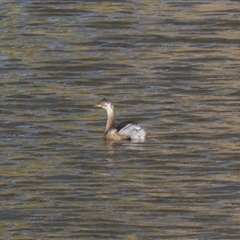 Tachybaptus novaehollandiae at Yass River, NSW - 13 Jan 2025 07:58 AM