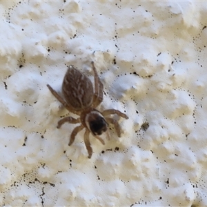 Maratus griseus (Jumping spider) at Lyons, ACT by ran452