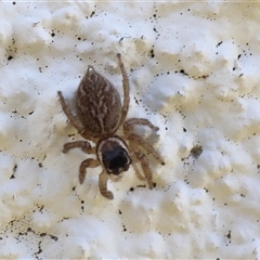 Maratus griseus at Lyons, ACT - 13 Jan 2025 10:03 AM