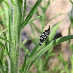 Mordella dumbrelli (Dumbrell's Pintail Beetle) at Lyons, ACT - 12 Jan 2025 by ran452