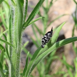 Mordella dumbrelli (Dumbrell's Pintail Beetle) at Lyons, ACT by ran452