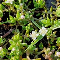 Crassula helmsii (Swamp Stonecrop) at Wollogorang, NSW - 12 Jan 2025 by trevorpreston