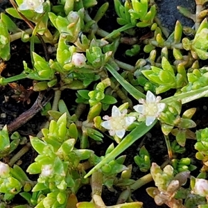 Crassula helmsii (Swamp Stonecrop) at Wollogorang, NSW by trevorpreston