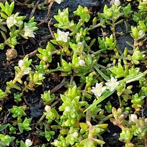 Crassula helmsii at Wollogorang, NSW - 13 Jan 2025 07:28 AM