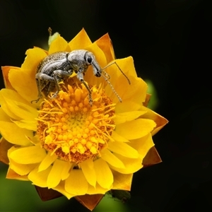 Entiminae (subfamily) at Reidsdale, NSW by embert