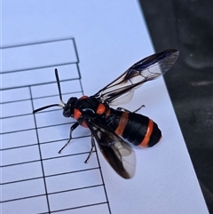 Pterygophorus cinctus (Bottlebrush sawfly) at Pialligo, ACT - 13 Jan 2025 by FeralGhostbat