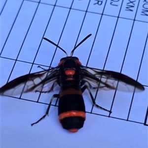 Pterygophorus cinctus at Pialligo, ACT - 13 Jan 2025 11:29 AM