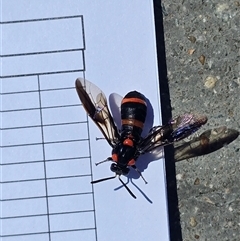 Pterygophorus cinctus at Pialligo, ACT - 13 Jan 2025