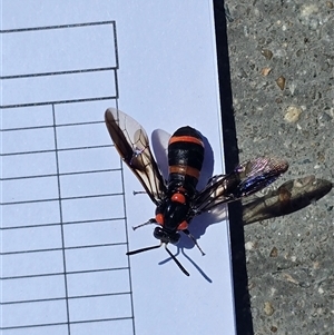 Pterygophorus cinctus at Pialligo, ACT - 13 Jan 2025 11:29 AM