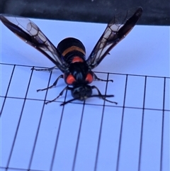 Pterygophorus cinctus at Pialligo, ACT - 13 Jan 2025 11:29 AM