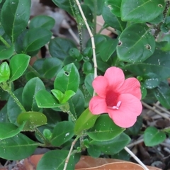 Barleria repens at Woorim, QLD - 11 Jan 2025 by lbradley