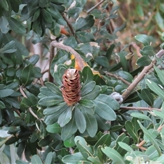 Banksia integrifolia subsp. integrifolia at Woorim, QLD - 10 Jan 2025 by lbradley