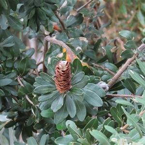 Banksia integrifolia subsp. integrifolia at Woorim, QLD by lbradley