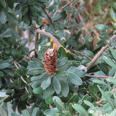 Banksia integrifolia subsp. integrifolia at Woorim, QLD - 10 Jan 2025 by lbradley