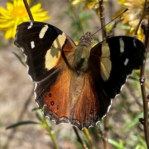 Vanessa itea (Yellow Admiral) at Banks, ACT by Shazw