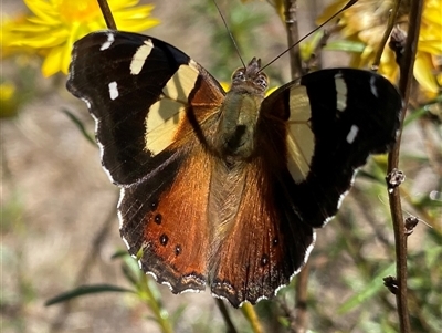 Vanessa itea (Yellow Admiral) at Banks, ACT - 13 Jan 2025 by Shazw