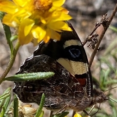 Vanessa itea at Banks, ACT - 13 Jan 2025 11:17 AM