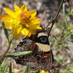 Vanessa itea at Banks, ACT - 13 Jan 2025 11:17 AM