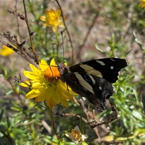 Vanessa itea at Banks, ACT - 13 Jan 2025 11:17 AM