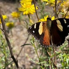 Vanessa itea at Banks, ACT - 13 Jan 2025 11:17 AM