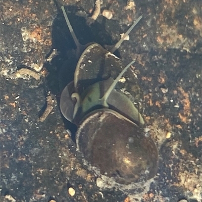 Unverified Snail or Slug (Gastropoda) at Banks, ACT - 13 Jan 2025 by Shazw