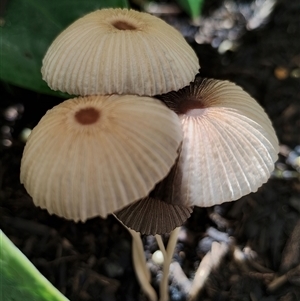 Parasola plicatilis (An Ink Cap) at Dalmeny, NSW by Teresa