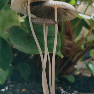 Parasola plicatilis at Dalmeny, NSW - suppressed