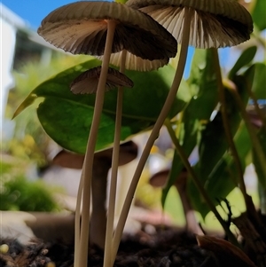 Parasola plicatilis at Dalmeny, NSW - suppressed