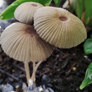 Parasola plicatilis at Dalmeny, NSW - suppressed