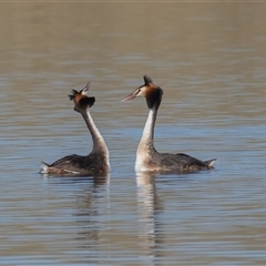 Podiceps cristatus (Great Crested Grebe) at Dunlop, ACT - 13 Jan 2025 by rawshorty