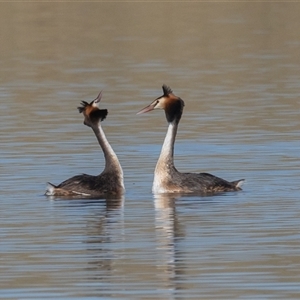 Podiceps cristatus at Dunlop, ACT - 13 Jan 2025