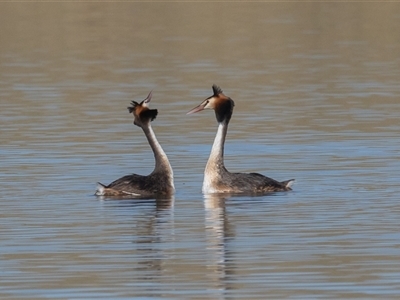 Podiceps cristatus (Great Crested Grebe) at Dunlop, ACT - 13 Jan 2025 by rawshorty