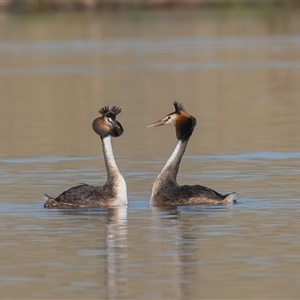 Podiceps cristatus at Dunlop, ACT - 13 Jan 2025