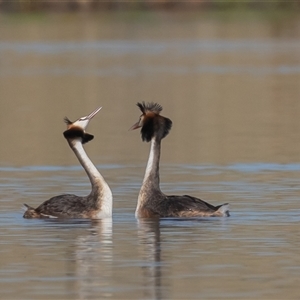 Podiceps cristatus at Dunlop, ACT - 13 Jan 2025