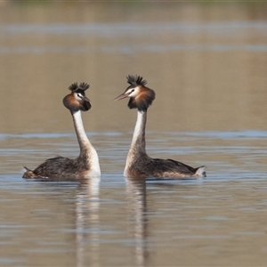 Podiceps cristatus at Dunlop, ACT - 13 Jan 2025