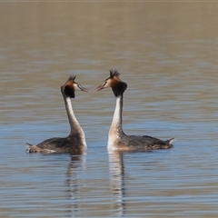 Podiceps cristatus at Dunlop, ACT - 13 Jan 2025