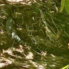 Intellagama lesueurii howittii (Gippsland Water Dragon) at Melba, ACT - 13 Jan 2025 by dhkmapr