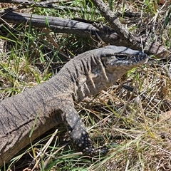 Varanus rosenbergi (Heath or Rosenberg's Monitor) at Jerangle, NSW - 13 Jan 2025 by Csteele4