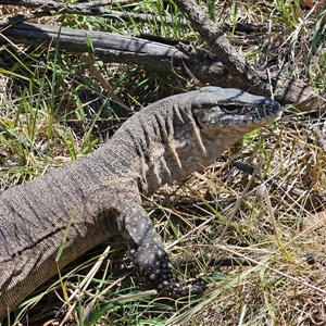 Varanus rosenbergi at Jerangle, NSW - suppressed