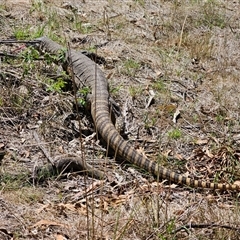 Varanus rosenbergi at Jerangle, NSW - suppressed
