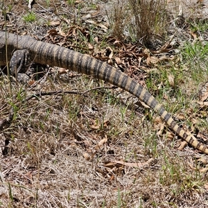 Varanus rosenbergi at Jerangle, NSW - suppressed