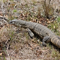 Varanus rosenbergi at Jerangle, NSW - suppressed