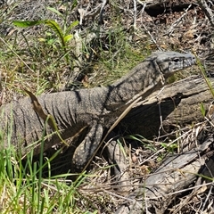 Varanus rosenbergi at Jerangle, NSW - suppressed
